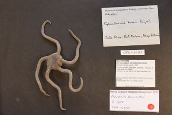 Media type: image; Invertebrate Zoology OPH-6150
